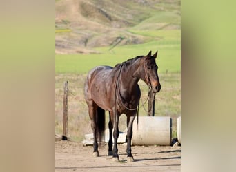 American Quarter Horse, Mare, 12 years, 15.1 hh, Roan-Bay