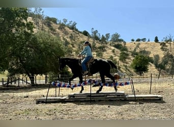 American Quarter Horse, Mare, 12 years, 15.2 hh, Black