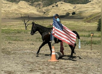 American Quarter Horse, Mare, 12 years, 15.2 hh, Black