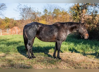 American Quarter Horse, Mare, 12 years, 15.2 hh, Roan-Bay