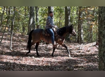 American Quarter Horse, Mare, 12 years, 15,2 hh, Roan-Bay