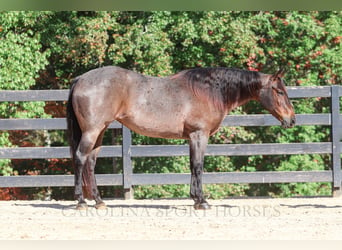 American Quarter Horse, Mare, 12 years, 15,2 hh, Roan-Bay