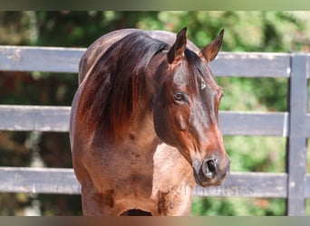 American Quarter Horse, Mare, 12 years, 15,2 hh, Roan-Bay