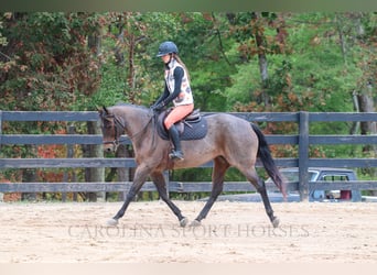 American Quarter Horse, Mare, 12 years, 15,2 hh, Roan-Bay