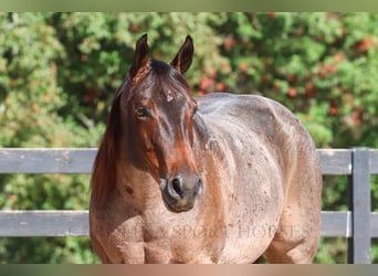 American Quarter Horse, Mare, 12 years, 15,2 hh, Roan-Bay