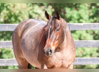 American Quarter Horse, Mare, 12 years, 15,2 hh, Roan-Bay