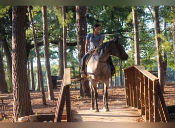 American Quarter Horse, Mare, 12 years, 15,2 hh, Roan-Bay