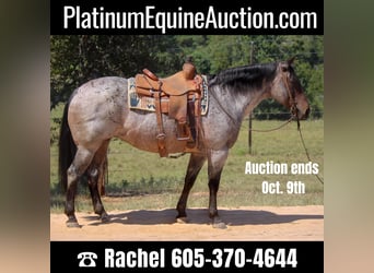 American Quarter Horse, Mare, 12 years, 15,2 hh, Roan-Bay