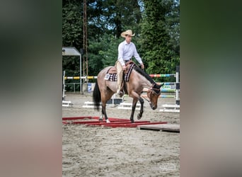 American Quarter Horse, Mare, 12 years, 15.2 hh, Roan-Bay