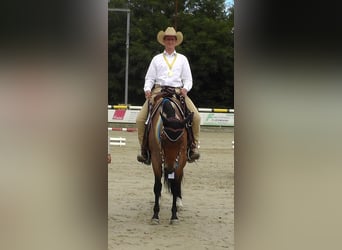 American Quarter Horse, Mare, 12 years, 15.2 hh, Roan-Bay