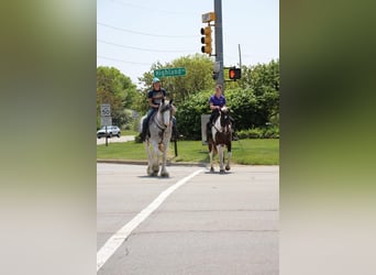 American Quarter Horse, Mare, 12 years, 15,2 hh, Tobiano-all-colors