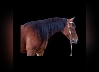 American Quarter Horse, Mare, 12 years, 15 hh, Bay