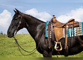 American Quarter Horse, Mare, 12 years, 15 hh, Black