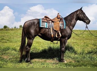 American Quarter Horse, Mare, 12 years, 15 hh, Black