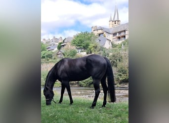 American Quarter Horse, Mare, 12 years, 15 hh, Black