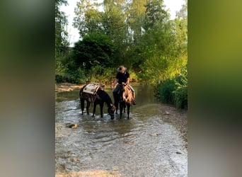 American Quarter Horse, Mare, 12 years, 15 hh, Black