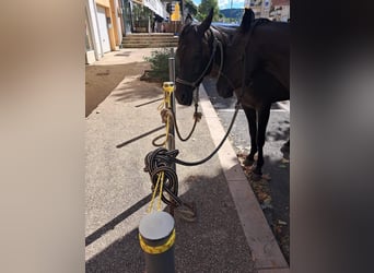 American Quarter Horse, Mare, 12 years, 15 hh, Black