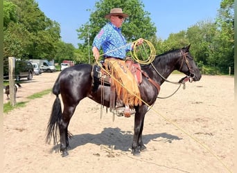 American Quarter Horse, Mare, 12 years, 15 hh, Black