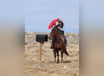 American Quarter Horse, Mare, 12 years, 15 hh, Chestnut