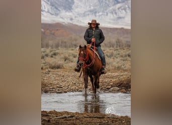 American Quarter Horse, Mare, 12 years, 15 hh, Chestnut