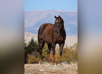 American Quarter Horse, Mare, 12 years, 15 hh, Chestnut