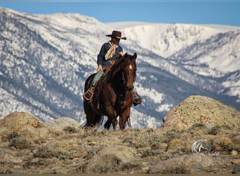 American Quarter Horse, Mare, 12 years, 15 hh, Chestnut