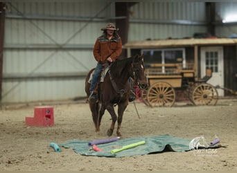 American Quarter Horse, Mare, 12 years, 15 hh, Chestnut
