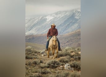 American Quarter Horse, Mare, 12 years, 15 hh, Palomino