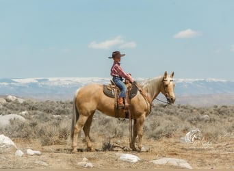 American Quarter Horse, Mare, 12 years, 15 hh, Palomino