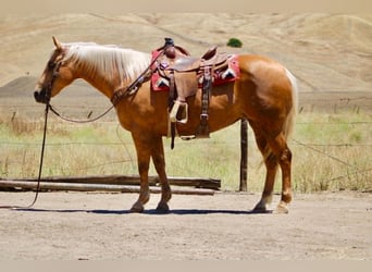 American Quarter Horse, Mare, 12 years, 15 hh, Palomino