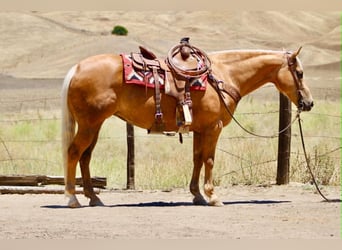 American Quarter Horse, Mare, 12 years, 15 hh, Palomino