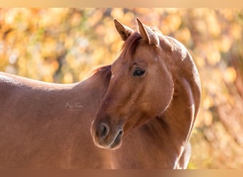 American Quarter Horse, Mare, 12 years, 15 hh, Red Dun