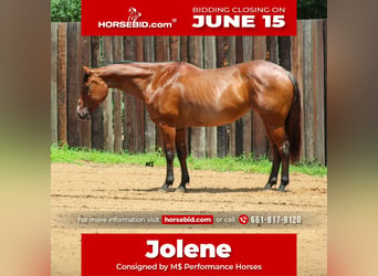 American Quarter Horse, Mare, 12 years, 15 hh, Roan-Bay