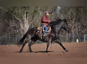 American Quarter Horse, Mare, 12 years, 15 hh, Roan-Blue