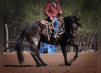 American Quarter Horse, Mare, 12 years, 15 hh, Roan-Blue