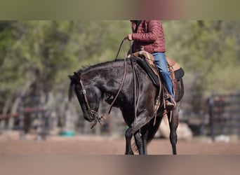 American Quarter Horse, Mare, 12 years, 15 hh, Roan-Blue