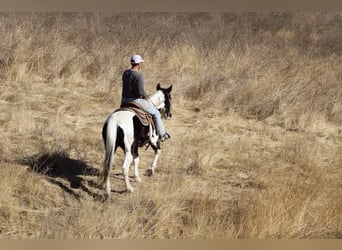 American Quarter Horse, Mare, 12 years, 15 hh, Tobiano-all-colors