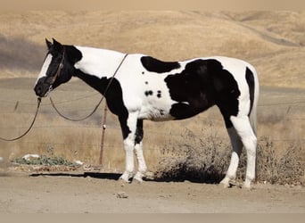 American Quarter Horse, Mare, 12 years, 15 hh, Tobiano-all-colors