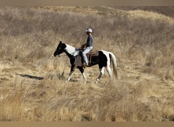 American Quarter Horse, Mare, 12 years, 15 hh, Tobiano-all-colors