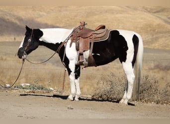 American Quarter Horse, Mare, 12 years, 15 hh, Tobiano-all-colors