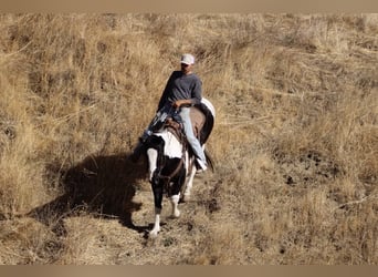 American Quarter Horse, Mare, 12 years, 15 hh, Tobiano-all-colors