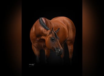American Quarter Horse, Mare, 12 years, 15,1 hh, Bay