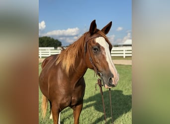 American Quarter Horse, Mare, 12 years, 15,1 hh, Sorrel