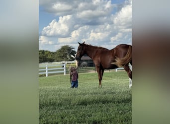 American Quarter Horse, Mare, 12 years, 15,1 hh, Sorrel