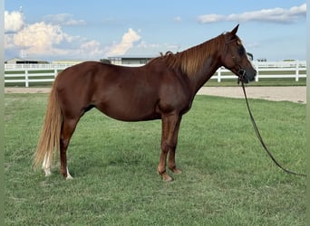 American Quarter Horse, Mare, 12 years, 15,1 hh, Sorrel