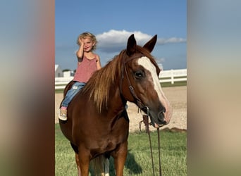American Quarter Horse, Mare, 12 years, 15,1 hh, Sorrel