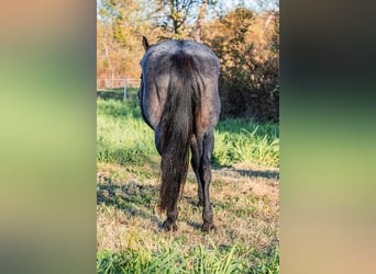 American Quarter Horse, Mare, 12 years, 15,2 hh, Roan-Bay