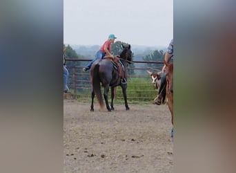 American Quarter Horse, Mare, 12 years, 15,2 hh, Roan-Bay