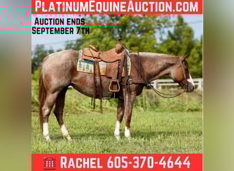 American Quarter Horse, Mare, 12 years, 15,2 hh, Roan-Red