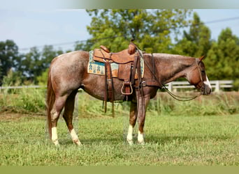 American Quarter Horse, Mare, 12 years, 15,2 hh, Roan-Red